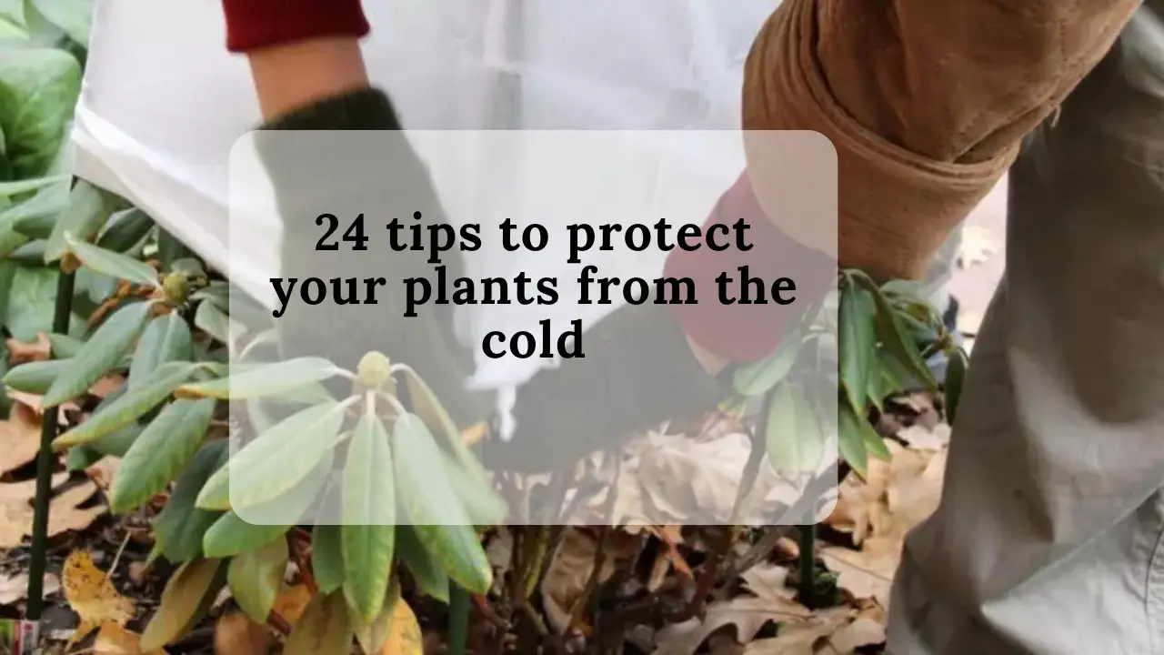 24 tips to protect your plants from the cold
