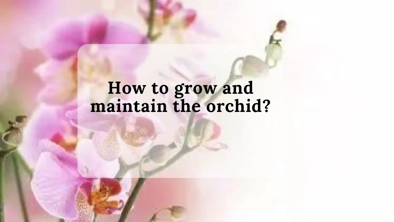 How to grow and maintain the orchid?