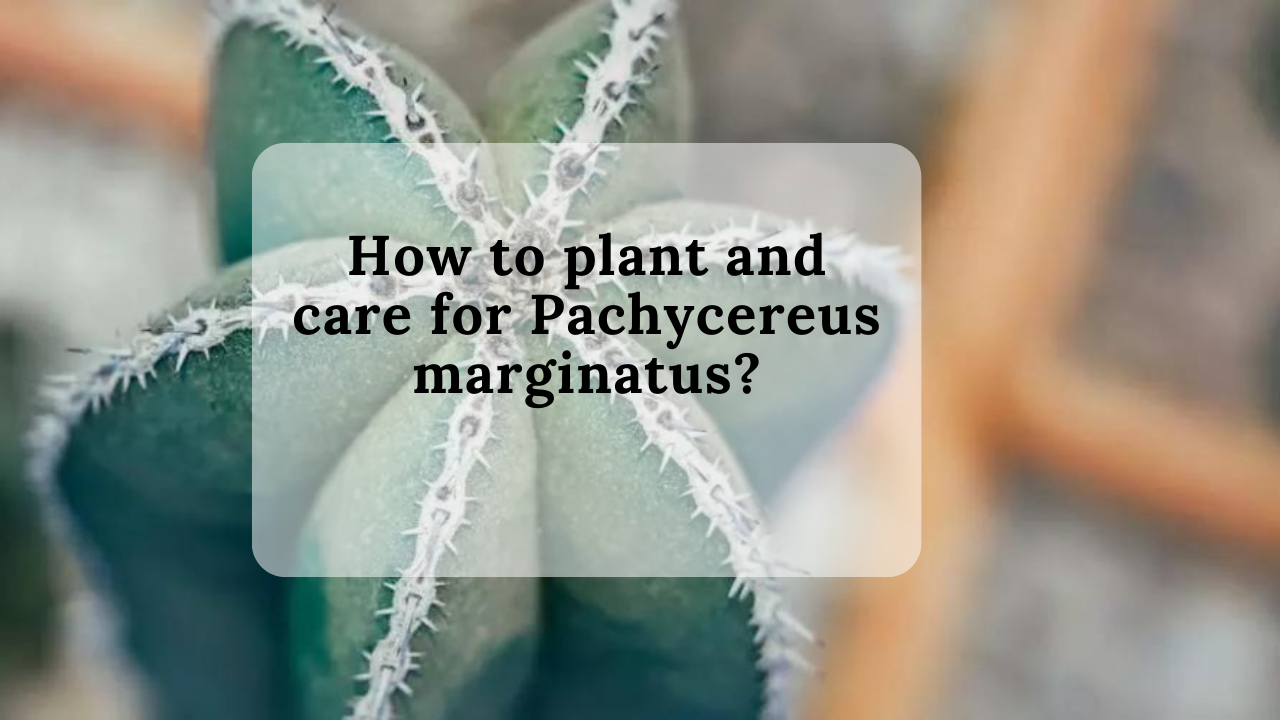 How to plant and care for Pachycereus marginatus?