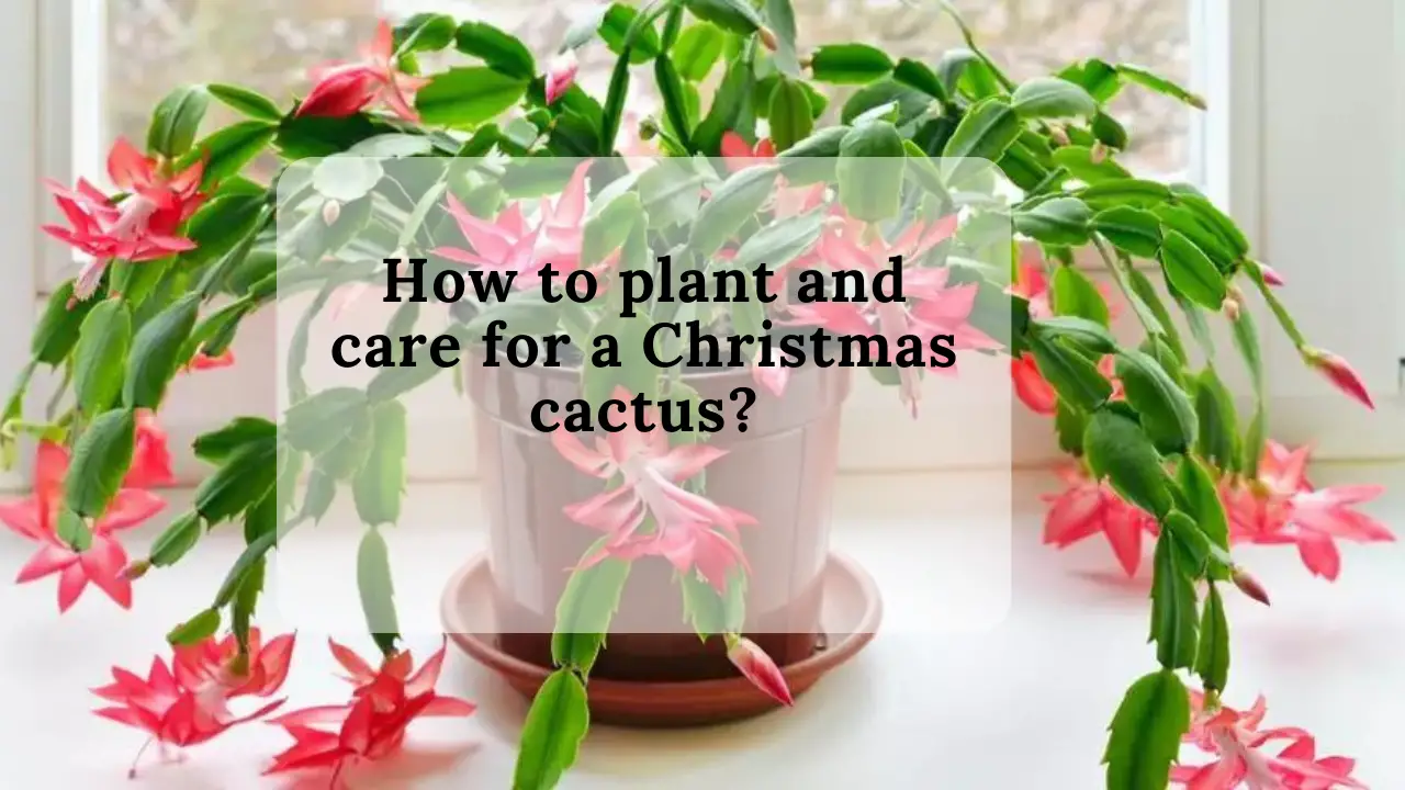 How to plant and care for a Christmas cactus?