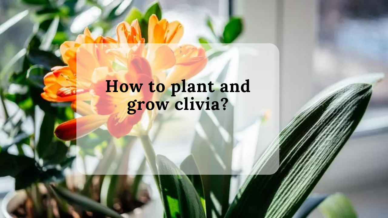 How to plant and grow clivia?