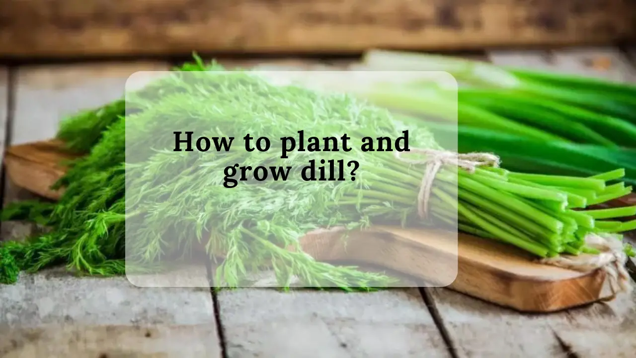 How to plant and grow dill?