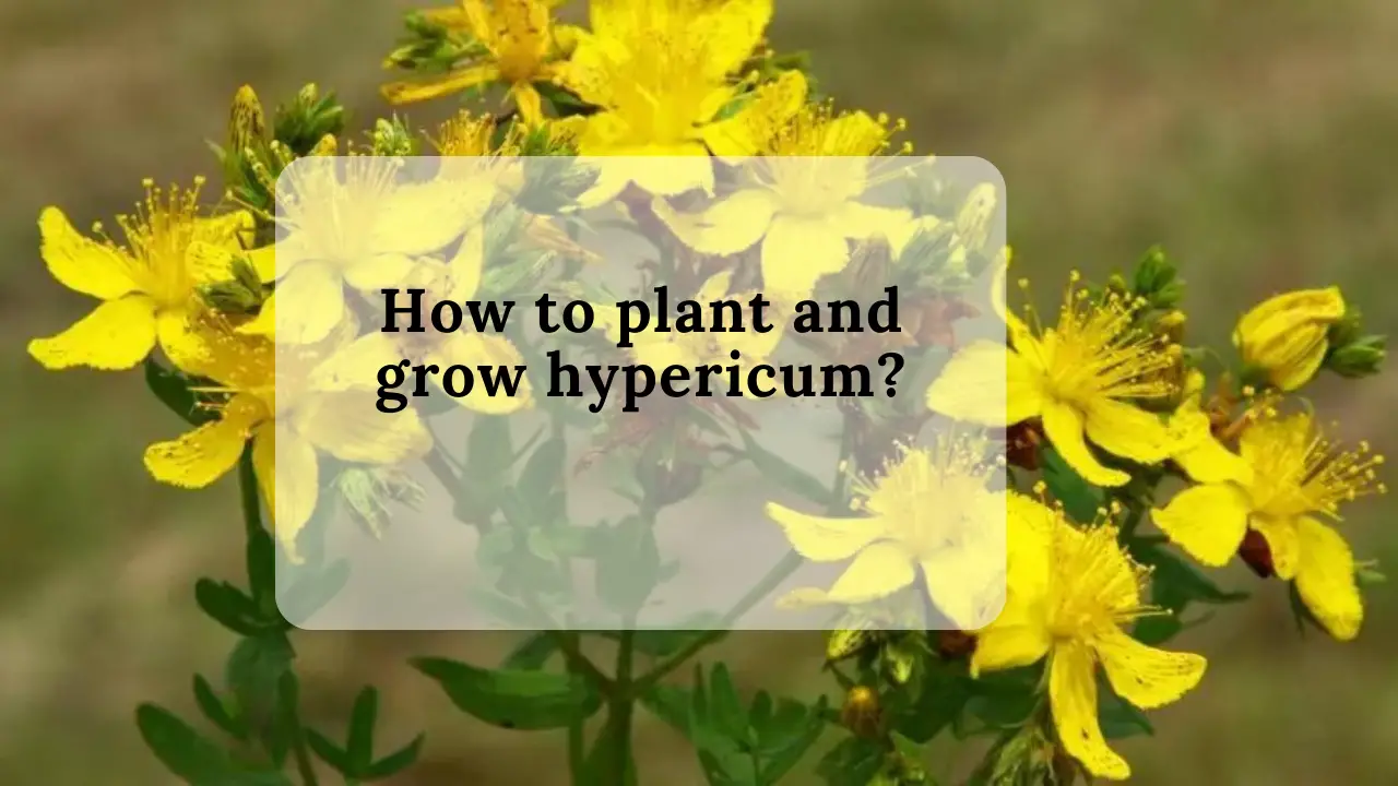 How to plant and grow hypericum?