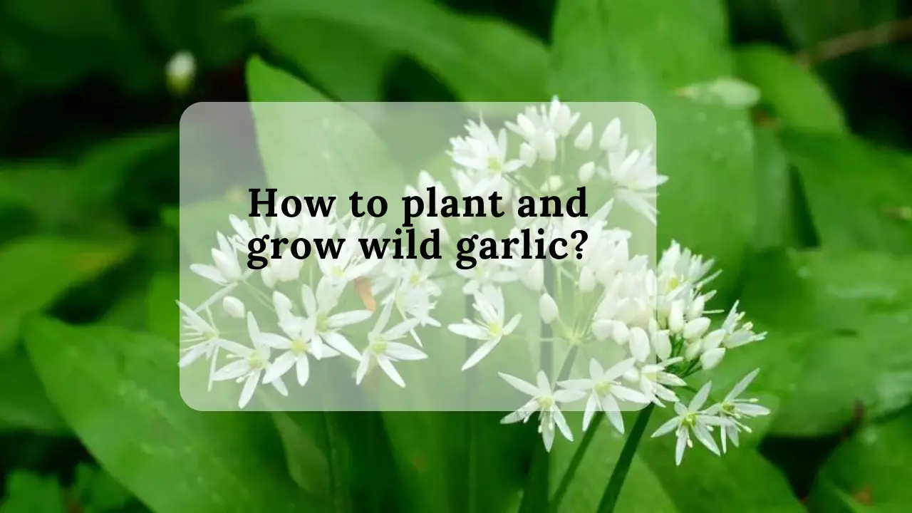 How to plant and grow wild garlic?