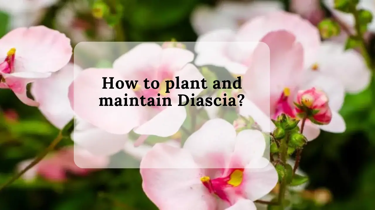 How to plant and maintain Diascia?