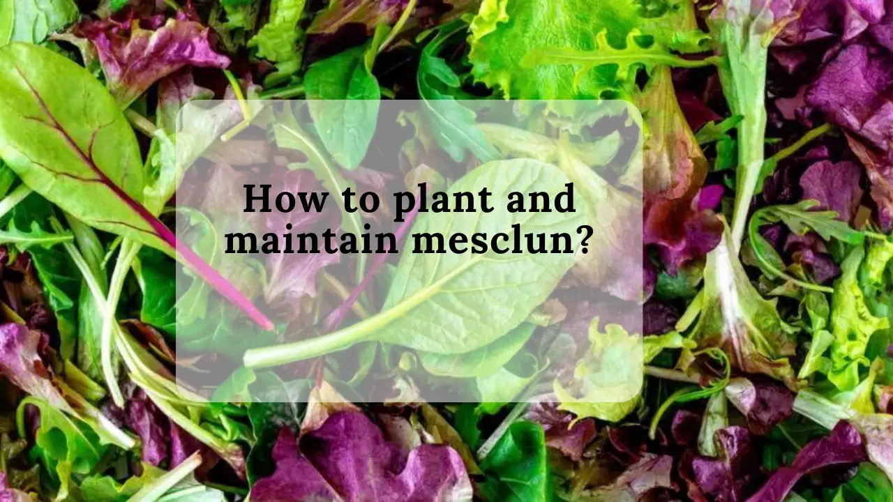 How to plant and maintain mesclun?